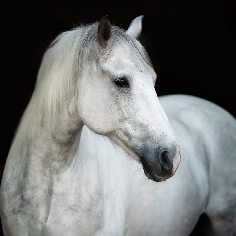 654A3309-min Reitschule_Klein_Berlin_Pferd_Schimmel