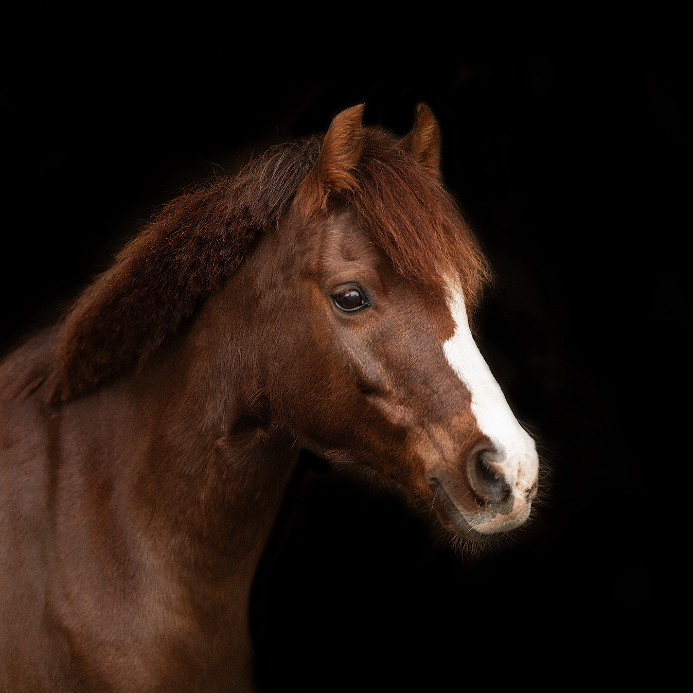 Marino_Reitschule-klein-berlin-schulpony