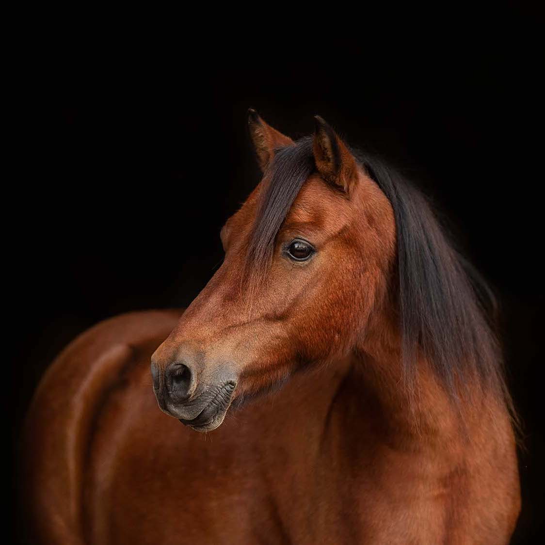 Pepe_Reitschule_Klein-Berlin_Schulpony