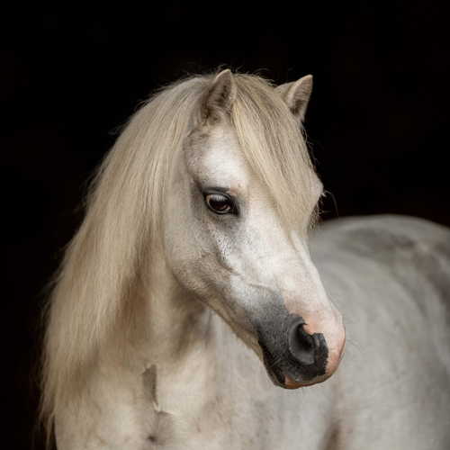 Taylor_Reitschule_Klein_Berlin_Reitschulpony_Schulpferd