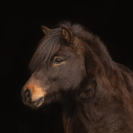 Ferdinand-pony-reichtschule-klein-berlin