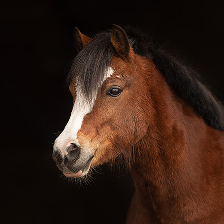 Luke_pony-reitschule-klein-berlin