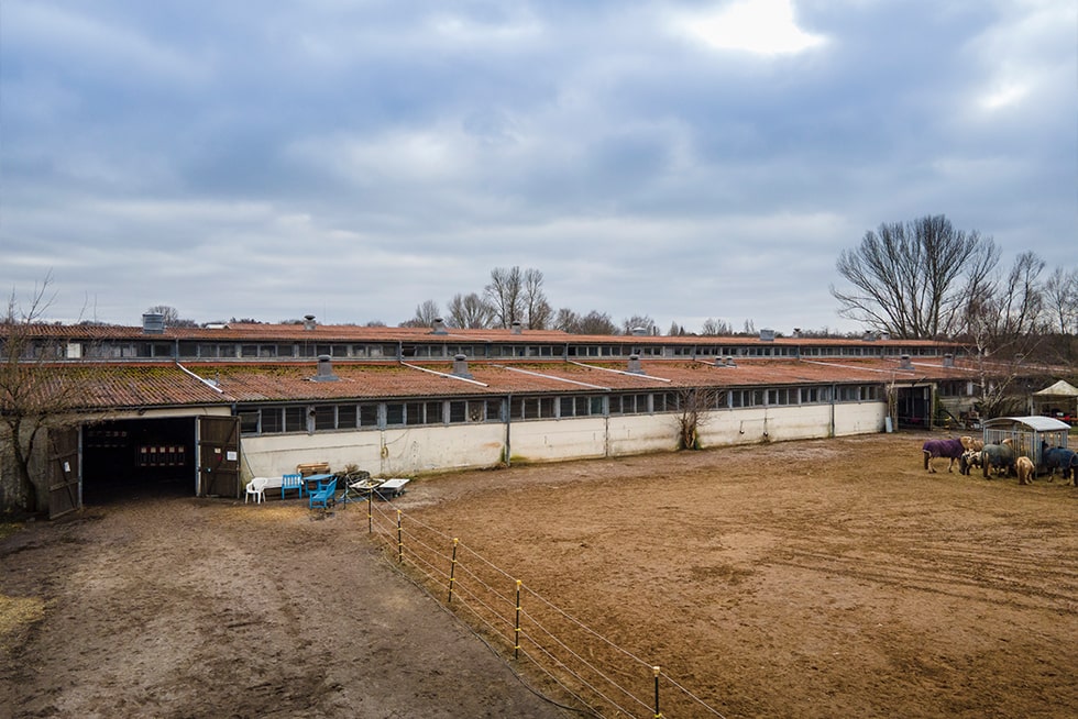 Reitschule-Klein-Berlin-Reitunterricht-Reitabzeichen-Reiterferien-Reiten-lernen-Stall-Schulpferde-min