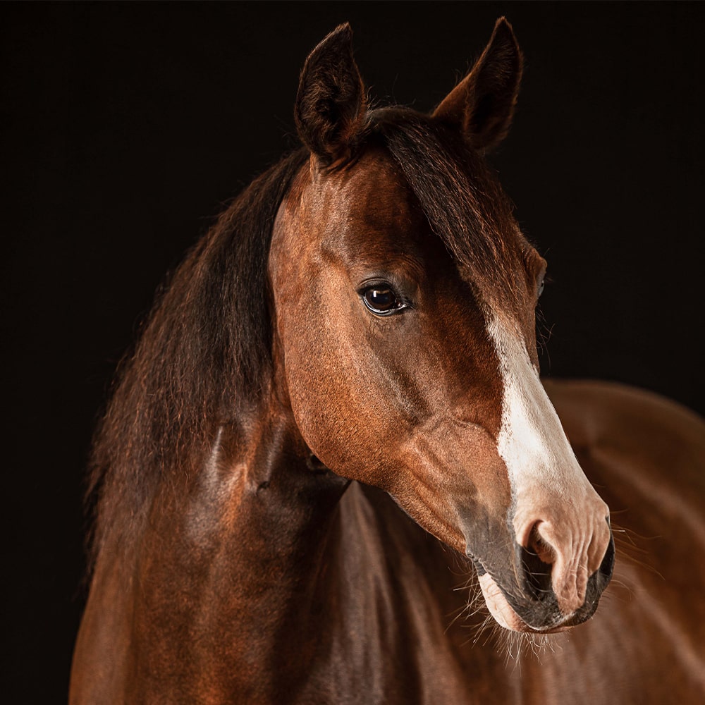 Reitschule-Klein-Berlin-Reitunterricht-Reiterferien-Schulpferd-Lilli Reitschule_Klein_Pony_3