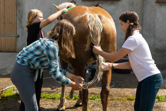 Reitschule-Klein-Berlin-Karlshorst-Reiterferien-Reiturlaub-Feriencamp-Reitunterricht