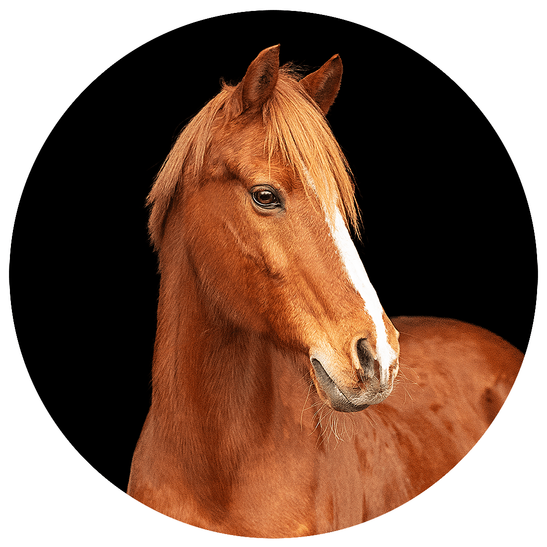 Reitschule-Klein-Berlin-Reitunterricht-Reiterferien-Tinker