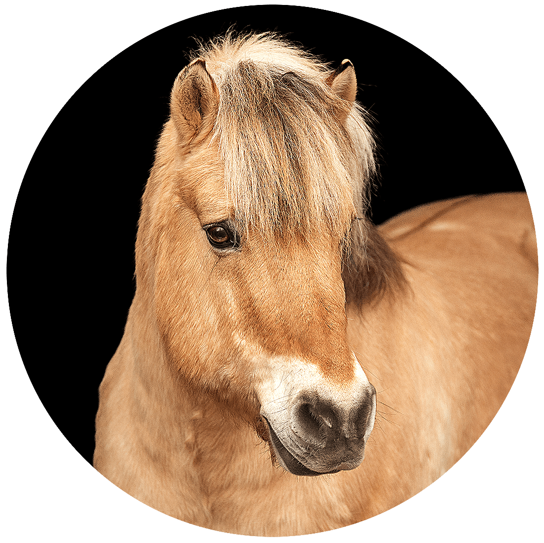 Reitschule-Klein-Berlin-Reitunterricht-Reiterferien-Fjordpferd-1