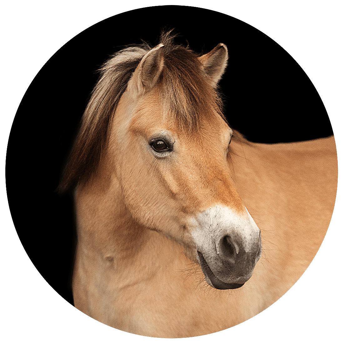 Reitschule-Klein-Berlin-Reitunterricht-Reiterferien-Fjordpferd