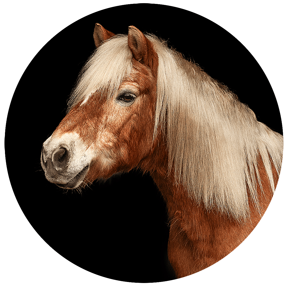 Reitschule-Klein-Berlin-Reitunterricht-Reiterferien-Haflinger-1