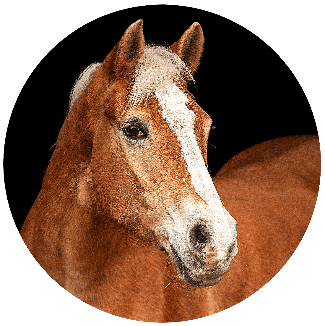 Reitschule-Klein-Berlin-Reitunterricht-Reiterferien-Haflinger