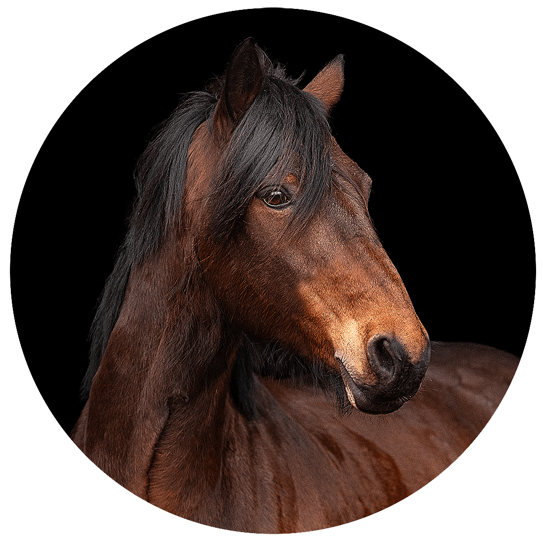 Reitschule_Klein_Elli