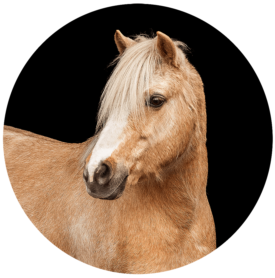 Reitschule-Klein-Berlin-Reitunterricht-Reiterferien-Pony-1