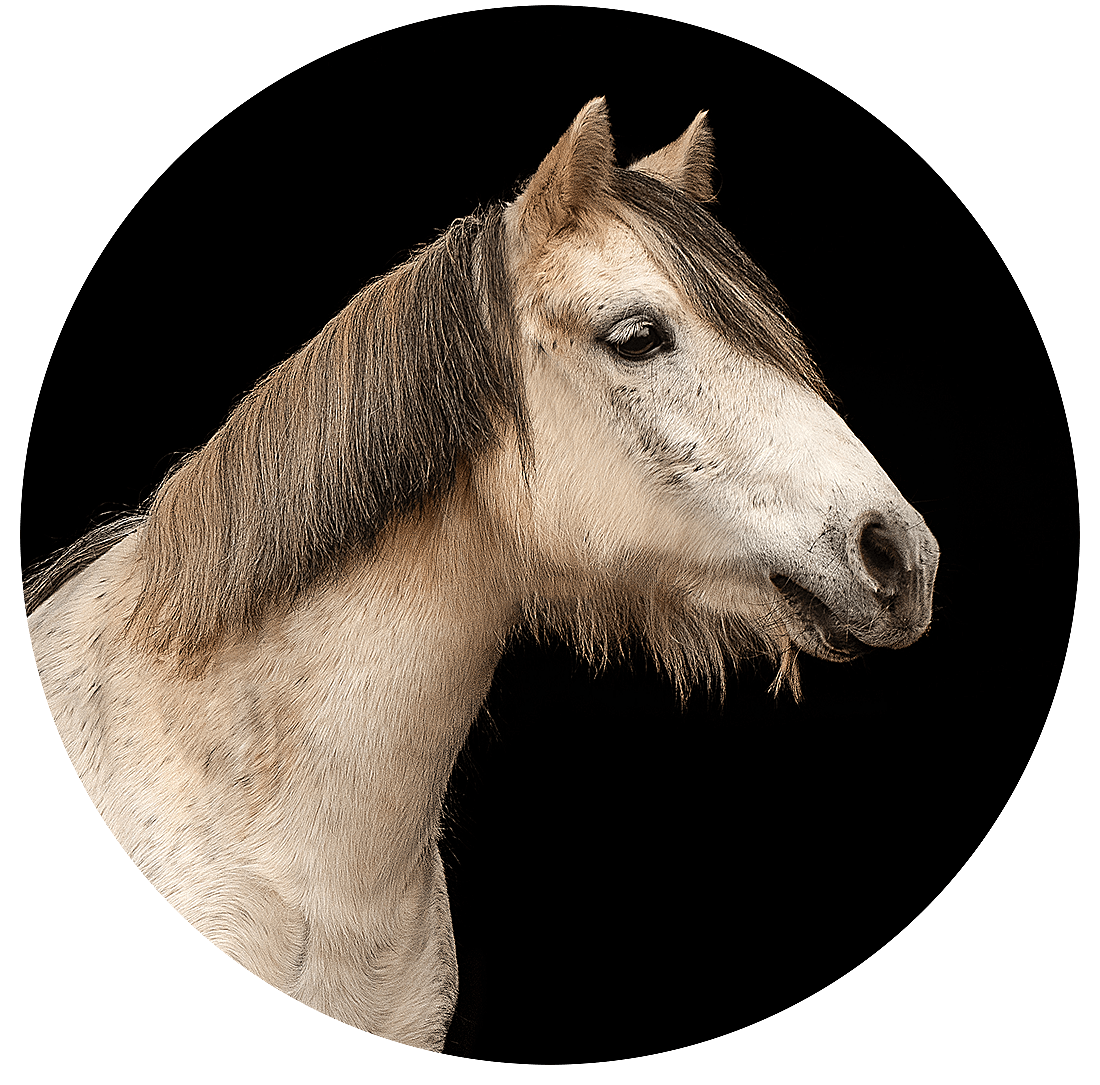 Reitschule-Klein-Berlin-Reitunterricht-Reiterferien-Pony