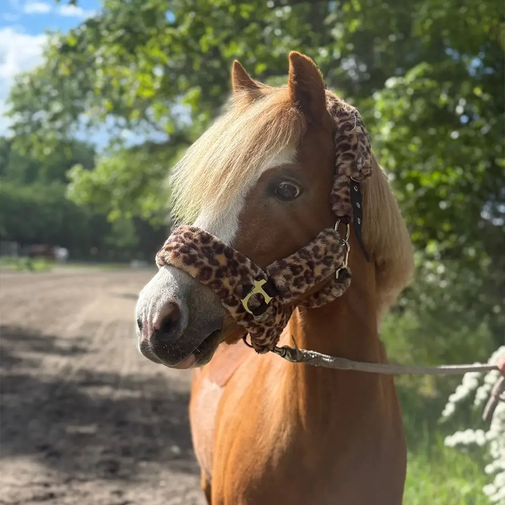 Reitschule-Klein-Berlin-Schulpony-Schulpferd-Marlie