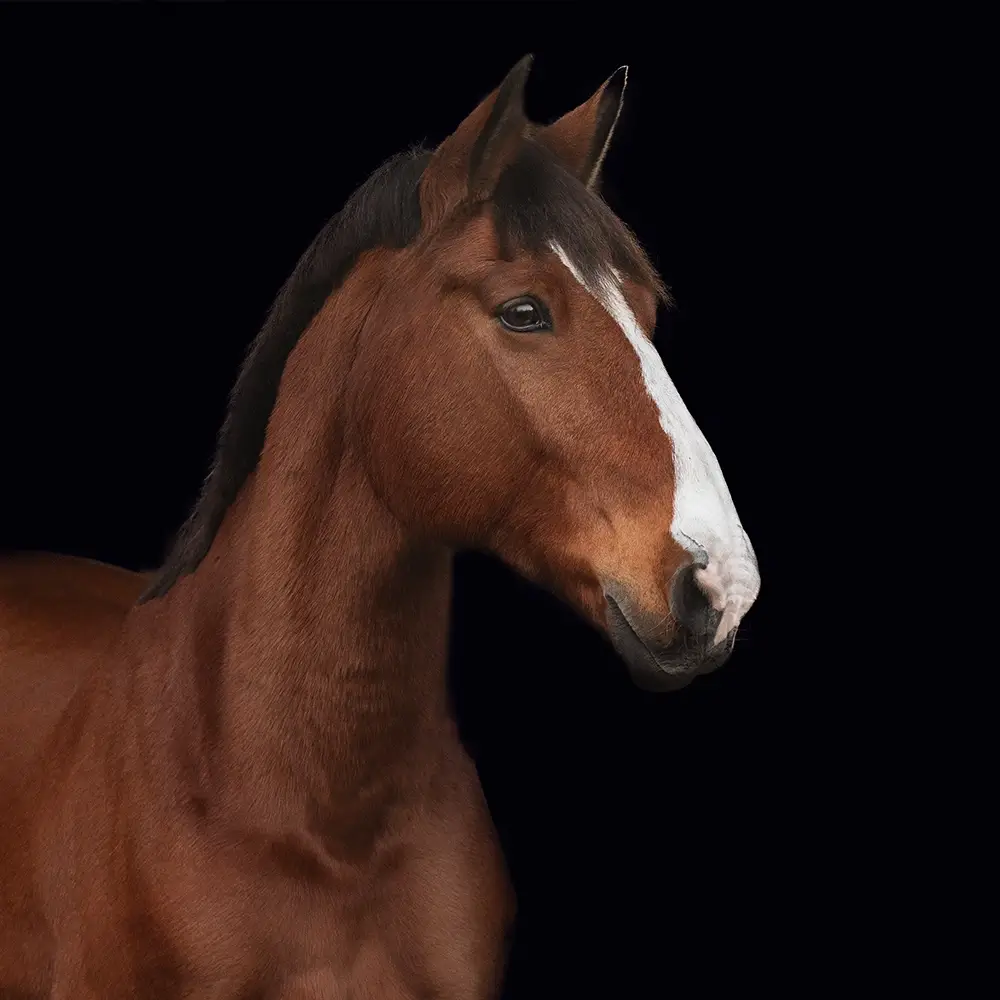 Reitschule-Klein-Berlin-Schulpony-Schulpferd-Monte