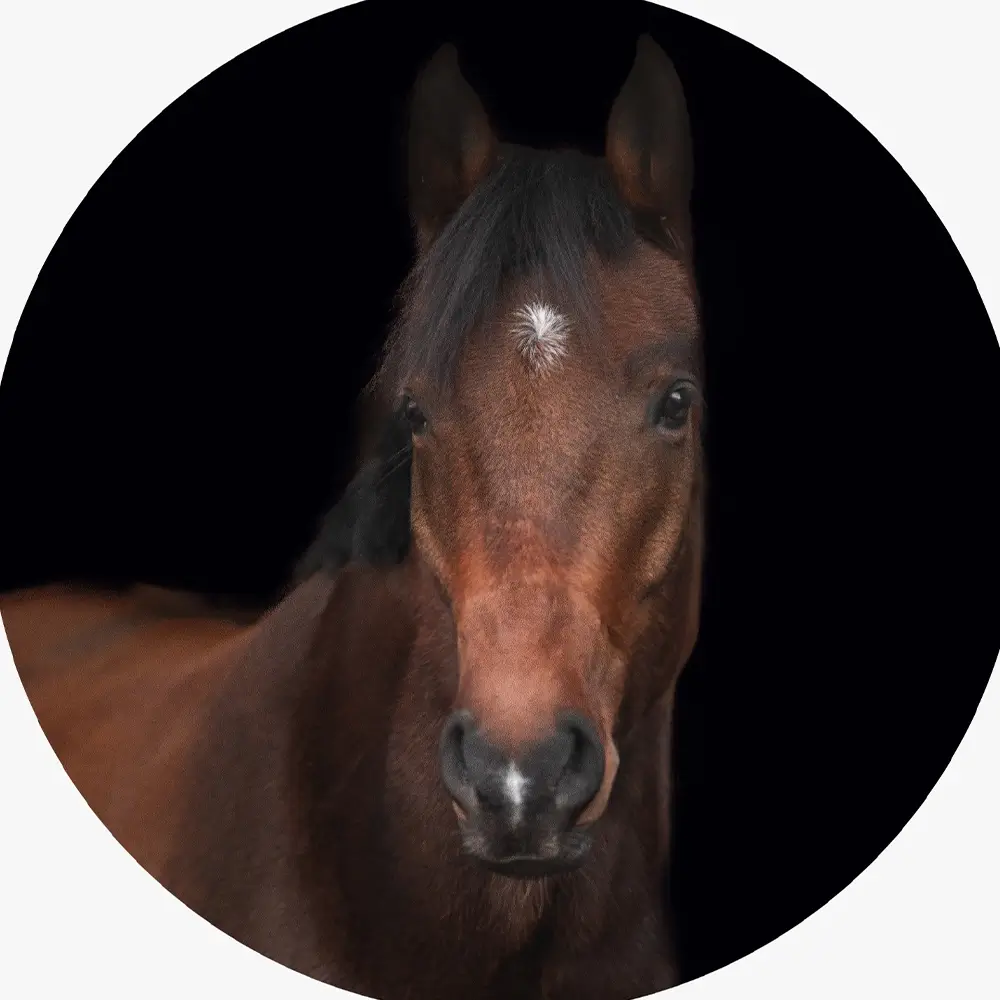 Reitschule-Klein-Berlin-Schulpony-Schulpferd-Schoko